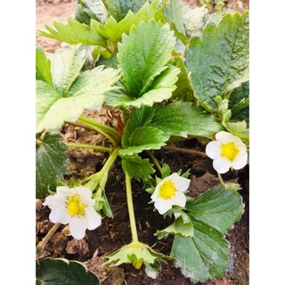  Combo 4 cây dâu tây giống chịu nhiệt 