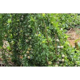 Cây Mận Tím Hà Nội