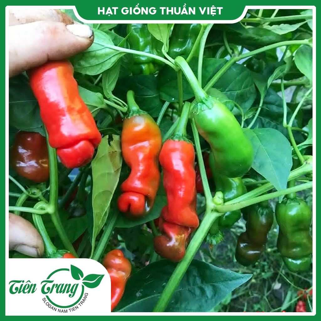 Hạt giống Ớt Cu Tí TN