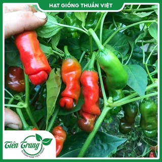 Hạt giống ớt cu tí tn