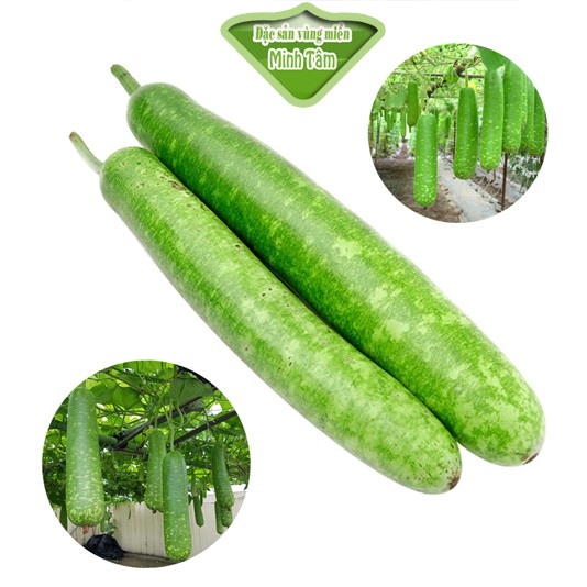 Bầu lai ngon ngọt tươi xanh [CHỈ GIAO TPHCM]