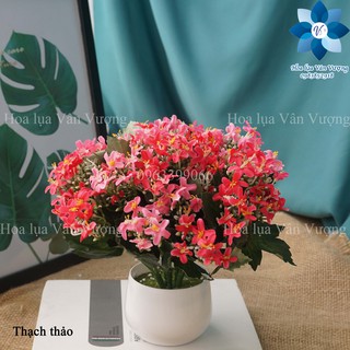Hoa Giả Hoa Lụa 🌺FREESHIP🌺 Hoa Thạch Thảo Nhí