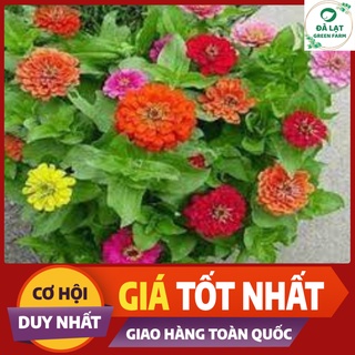 🏵️50h_hat giống hoa cúc susi nhiều màu🏵️