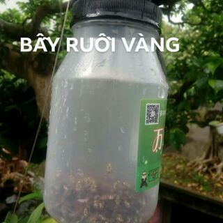 BẪY RUỒI VÀNG