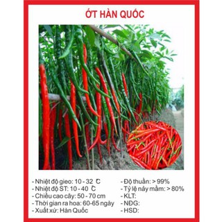 Hạt giống ớt hàn quốc 30 hạt