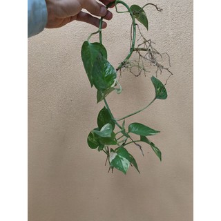 3 cây trầu bà sữa(dài 30cm trở lên đã có rễ)