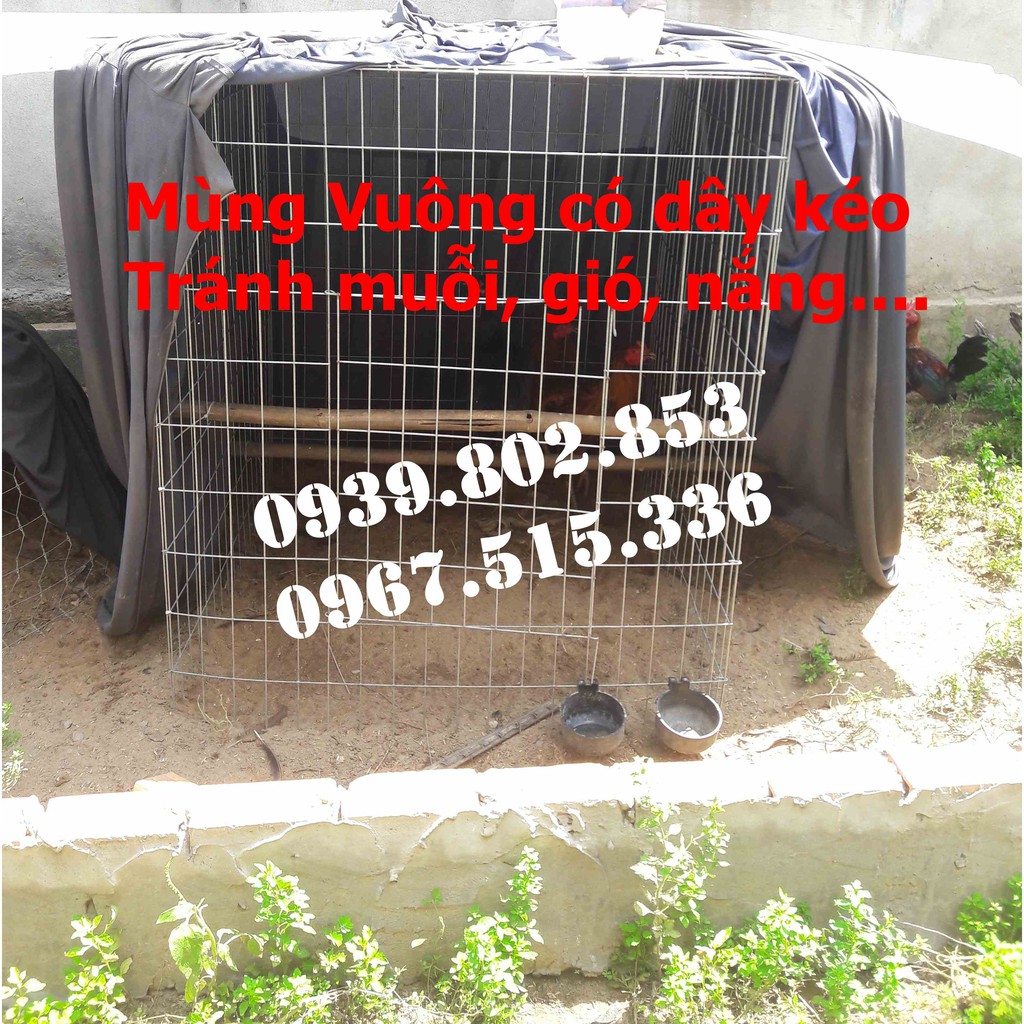 Mùng gà vuông kích thước 1mx1mx1,2m | Mùng vuông có dây kéo giá rẻ | Mùng gà nòi cho bội vuông | Màn vuông có dây kéo