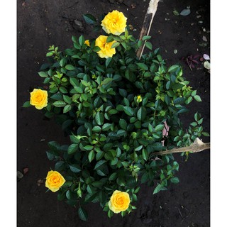 Chậu hoa hồng siêu nụ gốc to hoa màu vàng nghệ chỉ giao tại TP.HCM