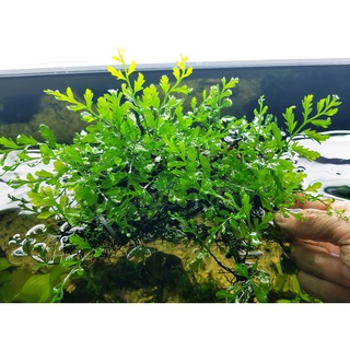 Cây Dương Xỉ Châu Phi - 10G