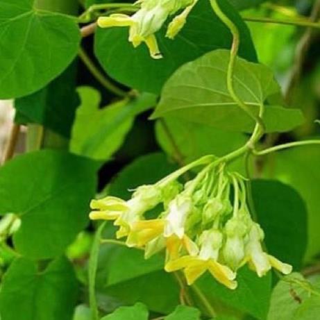 CÂY GIỐNG THIÊN LÍ SIÊU HOA đã leo dài 60-90cm sức sống tốt  .