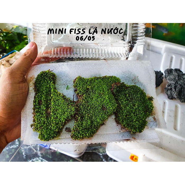 RÊU MINIFISS LÁ NƯỚC (HỘP 5 TẤT)