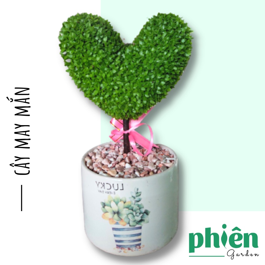 Cây may mắn hình trái tim, quà tặng dịp lễ, trồng từ hạt thanh long