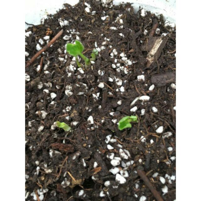 10 hạt hoa hồng mao lương - HỒNG RI BA TƯ