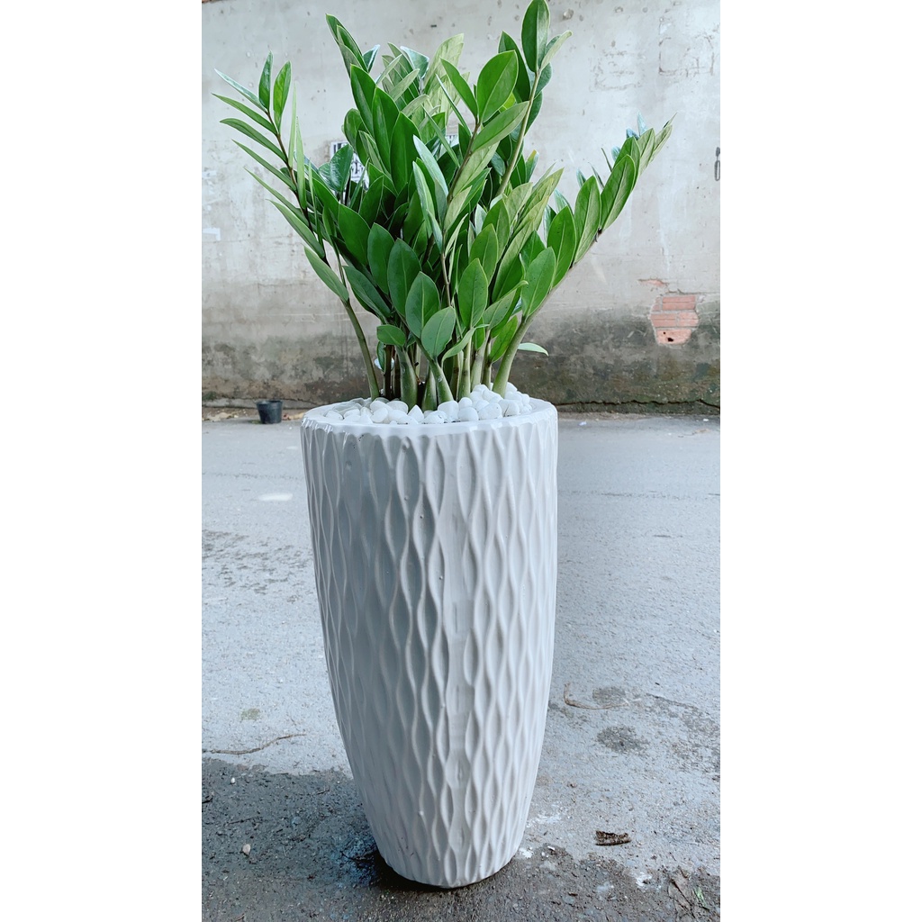 Chậu Kim Phát Tài Lớn