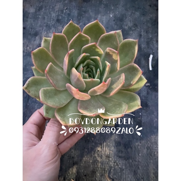Cây sen đá đế vương vàng