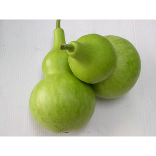 Hạt giống Bầu hồ lô