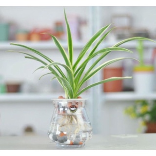 Cây cỏ nhện, rễ trần ( mua 1 tặng 1)
