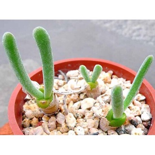 Hạt giống cây tai thỏ (~50 hạt)