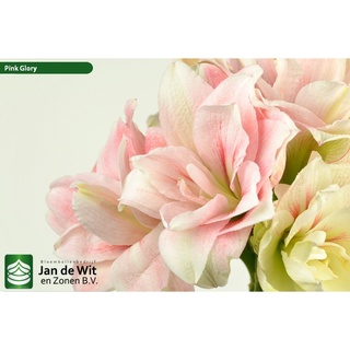 Củ hoa lan huệ ngoại Hà Lan Pink Glory