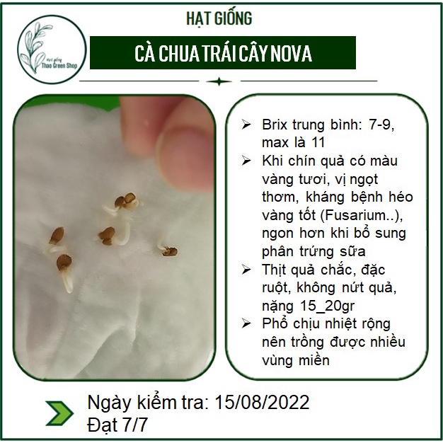 Hạt giống Cà Chua Trái Cây Nova