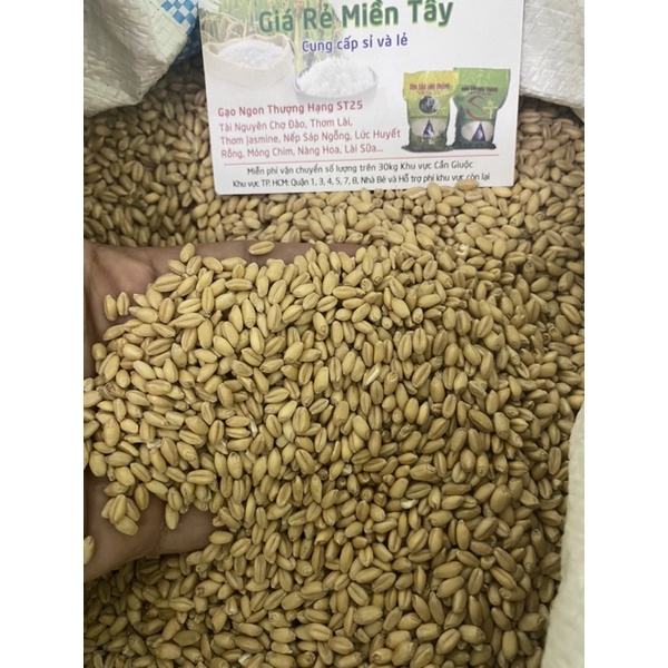 1kg Lúa Mì Vàng