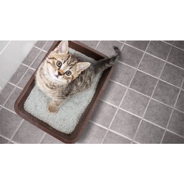 Cát vệ sinh cho mèo nhiều mùi Maneki Neko Cat Litter