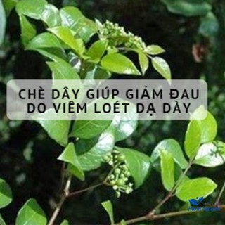 Chè dây Cao Bằng