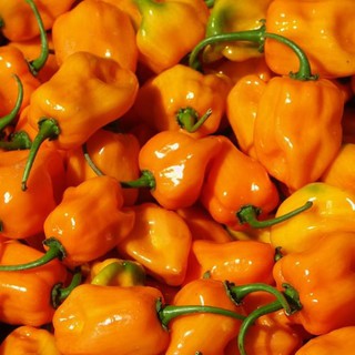 Hạt Giống Ớt Habanero Siêu Trái (5 Hạt)