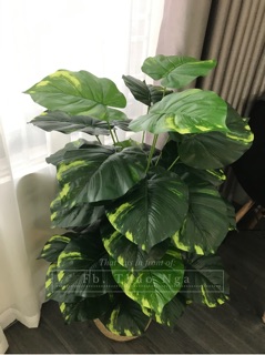 Cây trầu bà giả cao 1m