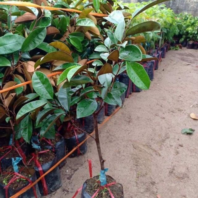 Cây Vú Sữa Lò Rèn giống