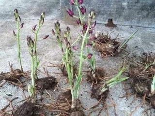 Combo 3 củ địa lan luân
