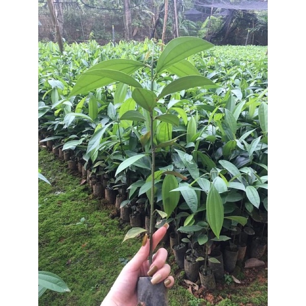 Cây quế giống Yên Bái gieo hạt cao 30- 50 cm