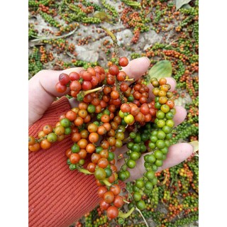 0.5kg tiêu sạch nhà trồng
