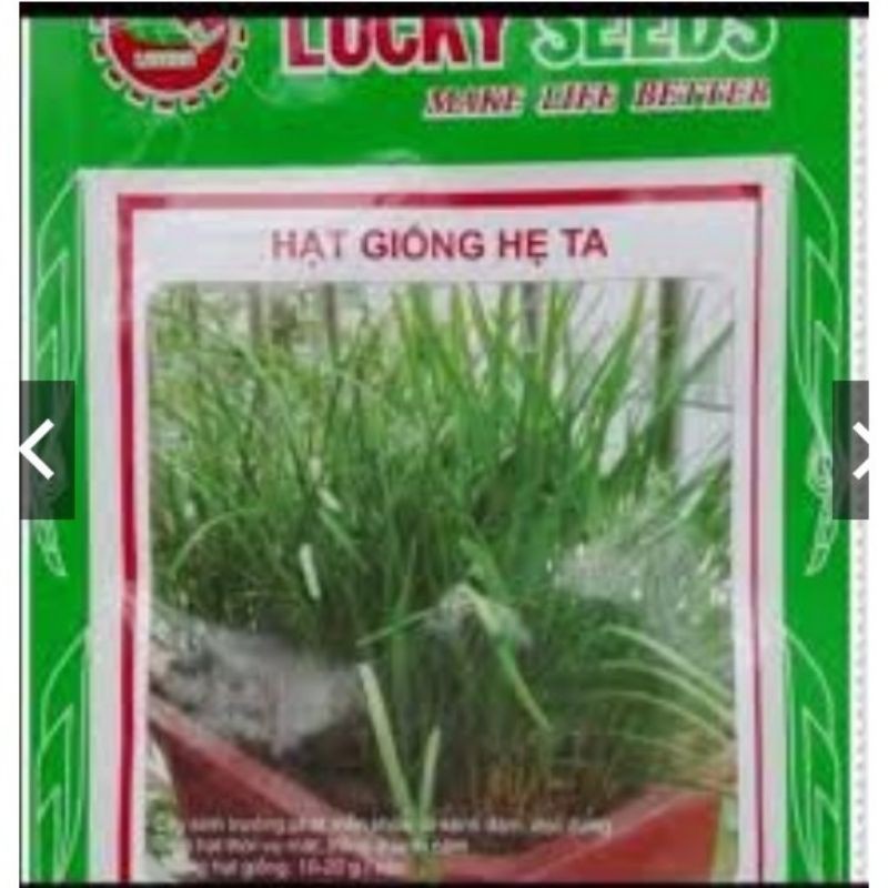 HẠT GIỐNG HẸ TA GÓI 10G
