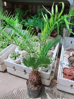 Cây Vạn tuế