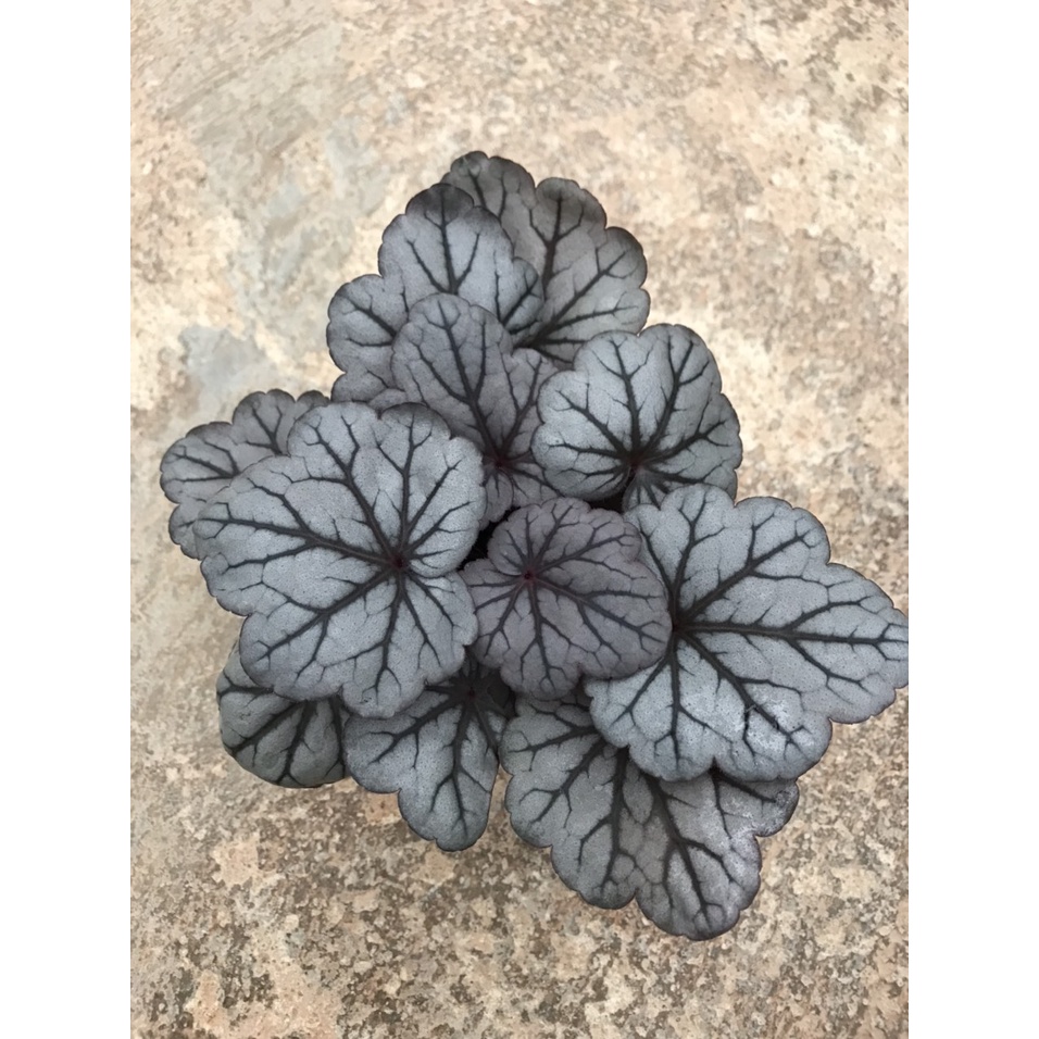 Cây hoa chuông san hô ( Heuchera)