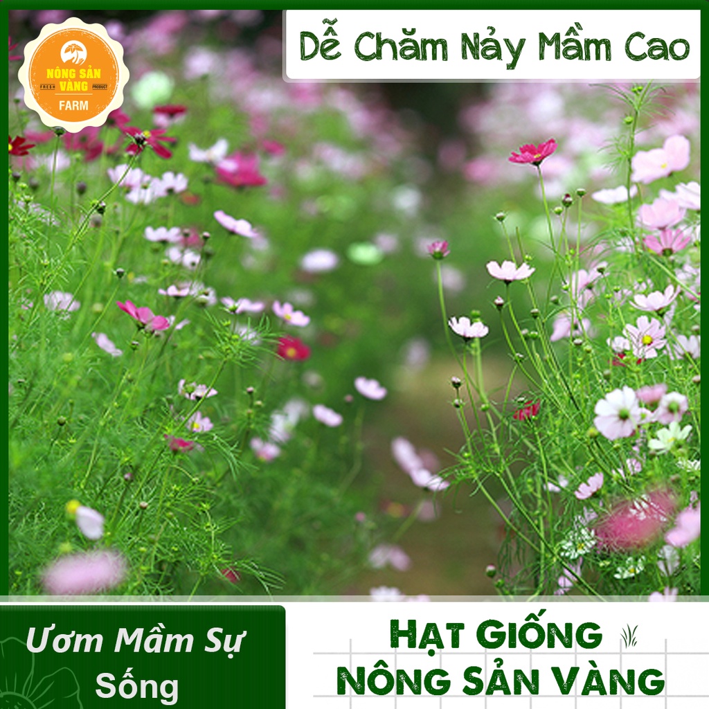 [HCM] Hạt giống Hoa Dễ Trồng, Nhiều Màu, Tỷ Lệ Nảy Mầm Cao, Trồng Được Quanh Năm - Nông Sản Vàng