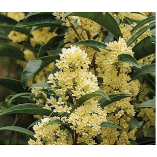 Cây mộc hương trưởng thành cho hoa thơm say đăm lòng người-UtNho