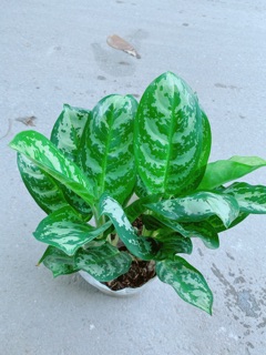 Chậu Ngân Hậu