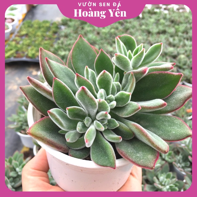 SEN ĐÁ NHUNG ĐỎ size trung - Giá Rẻ, cây khỏe - Lỗi 1 đổi 1
