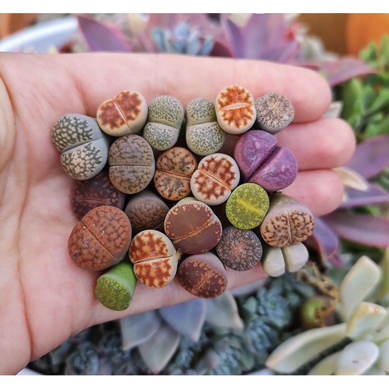 [MUA 10 TẶNG 1- FREESHIP] BÁN LẺ SEN ĐÁ MÔNG, THẠCH LAN, LITHOPS, SEN ĐÁ BÁN LẺ, nhiều màu sắc (giao ngẫu nhiên)