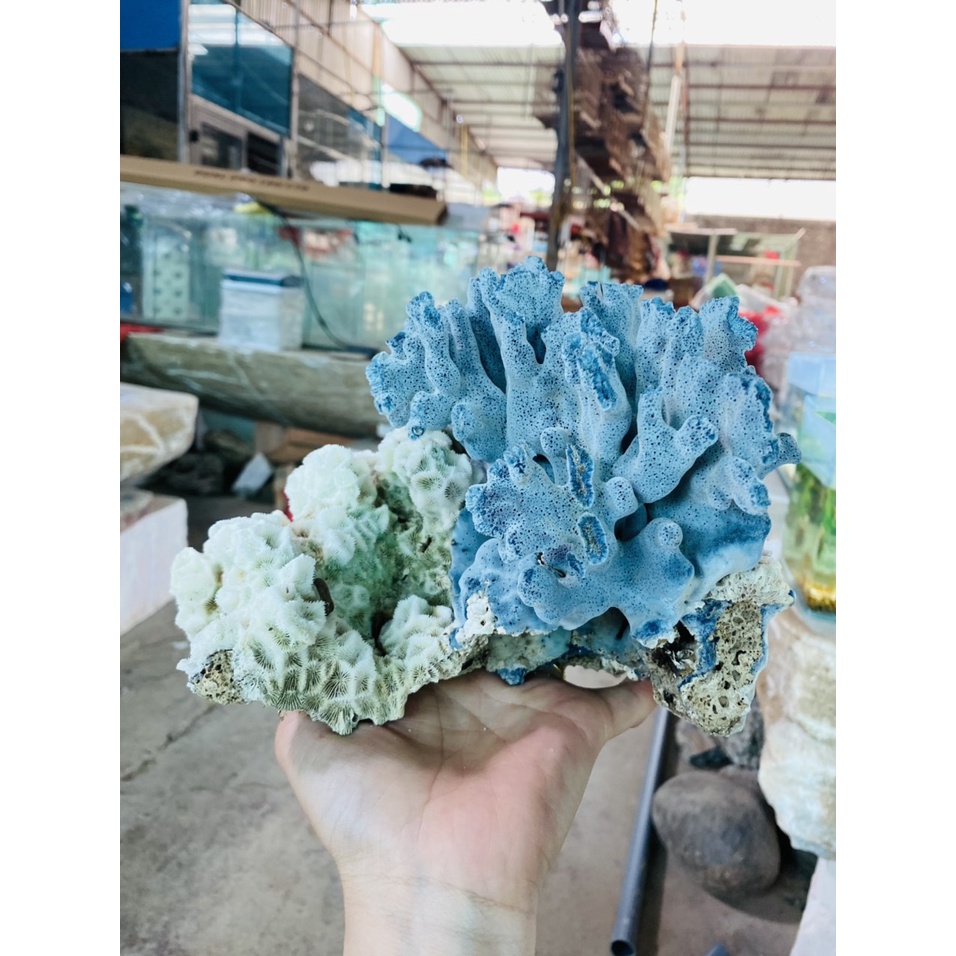 San hô Xanh  thiên nhiên ko hóa chất, nhuôm màu - Trang trí bể cá, hồ thủy sinh