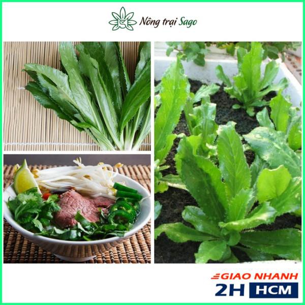 Hạt giống Rau Mùi Tàu (Ngò Gai) Trồng Quanh Năm, Sinh Trưởng Mạnh (gói 5 gr) - Nông Trại Sago