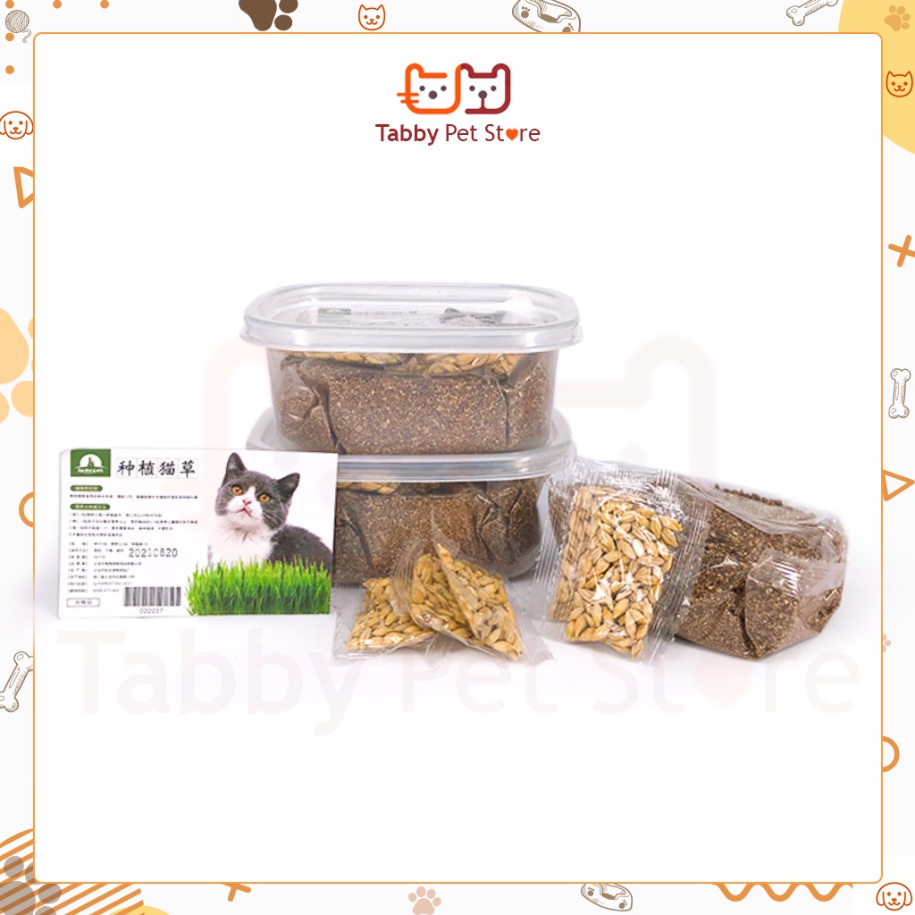 Cây cỏ mèo tươi tự trồng cỏ lúa mạch Tabby Pet Store