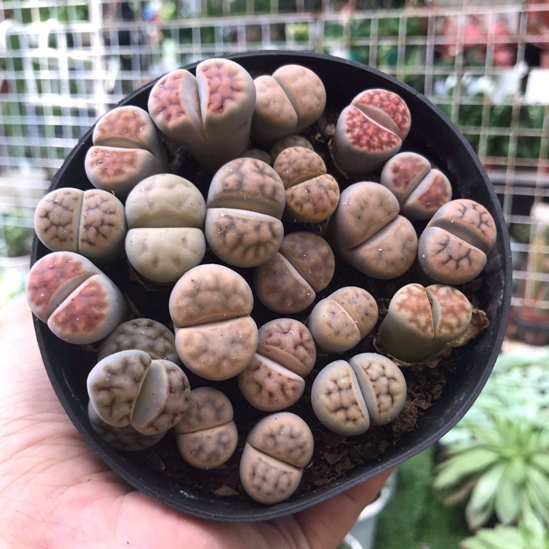 (FREESHIP) SEN THẠCH LAN, SEN ĐÁ  MÔNG SIÊU CUTE, LITHOPS NHIỀU MÀU SẮC