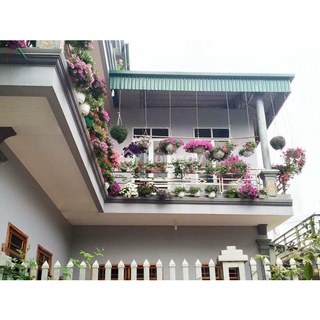 HẠT GIỐNG HOA CÁC LOẠI - 1 Gói