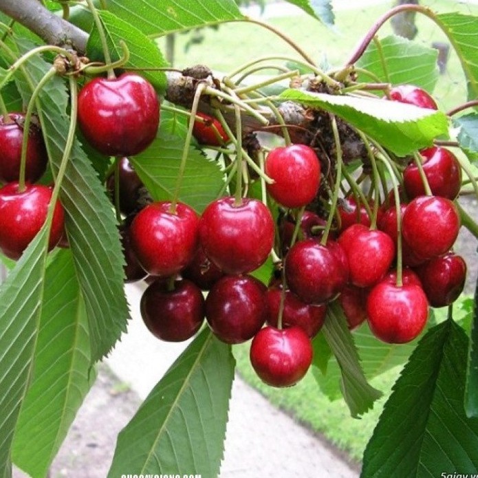 Hạt giống cherry (tặng phân)
