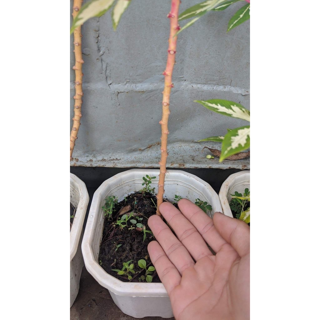 khoai mì cẩm thạch
