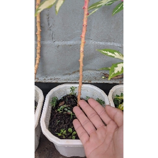 khoai mì cẩm thạch