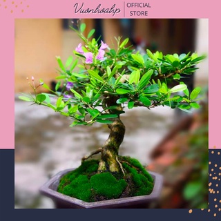 Cây linh sam bonsai giống siêu hoa tím cao 50cm, được chọn cây, ảnh thật, lỗi 1 đổi 1